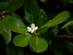 White indigo berry, flower and leaf detail